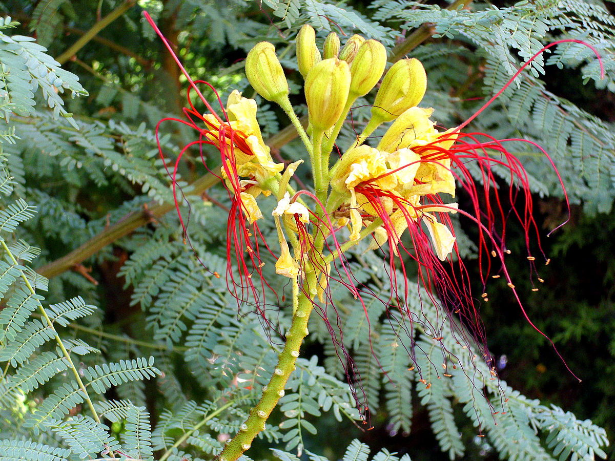 Planta tropical: Caesalpinia gilliesii