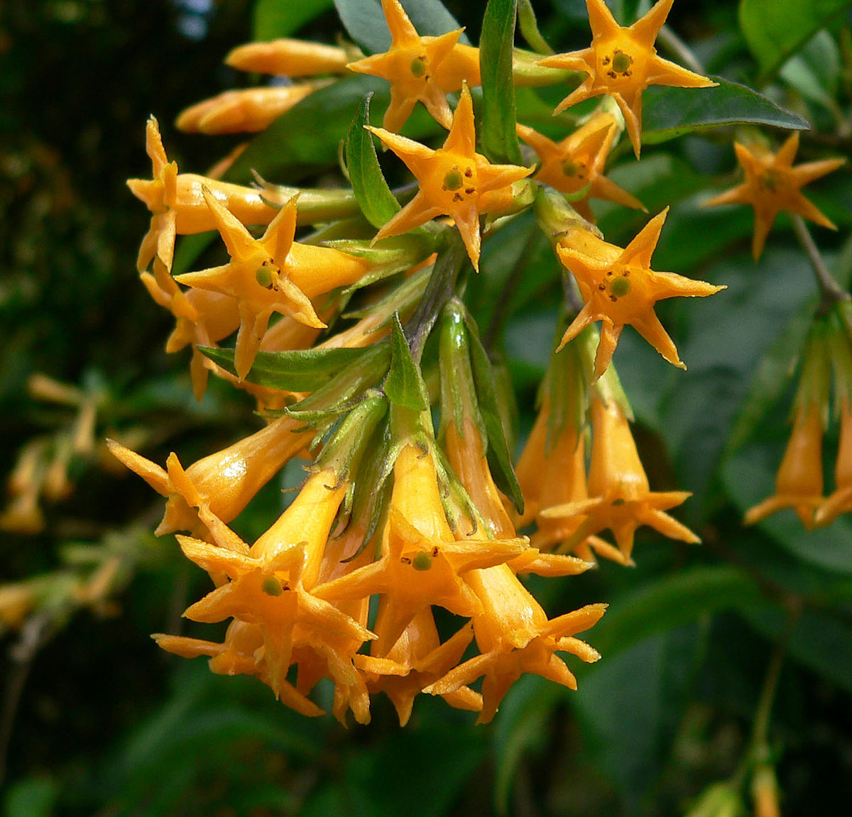 Planta tropical: Cestrum aurantiacum