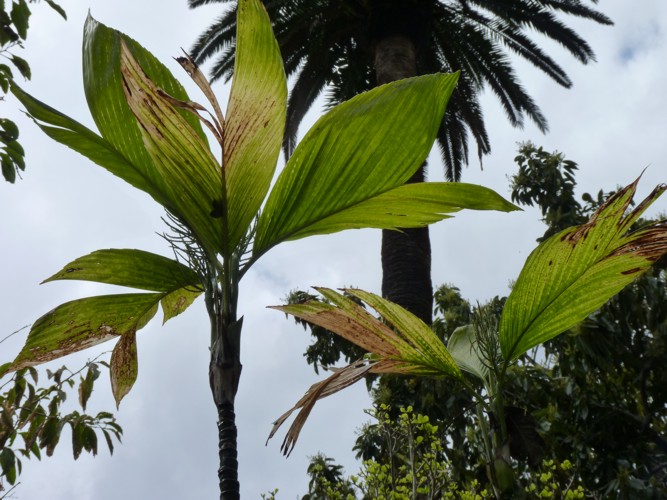 Planta tropical: Cestrum purpureum
