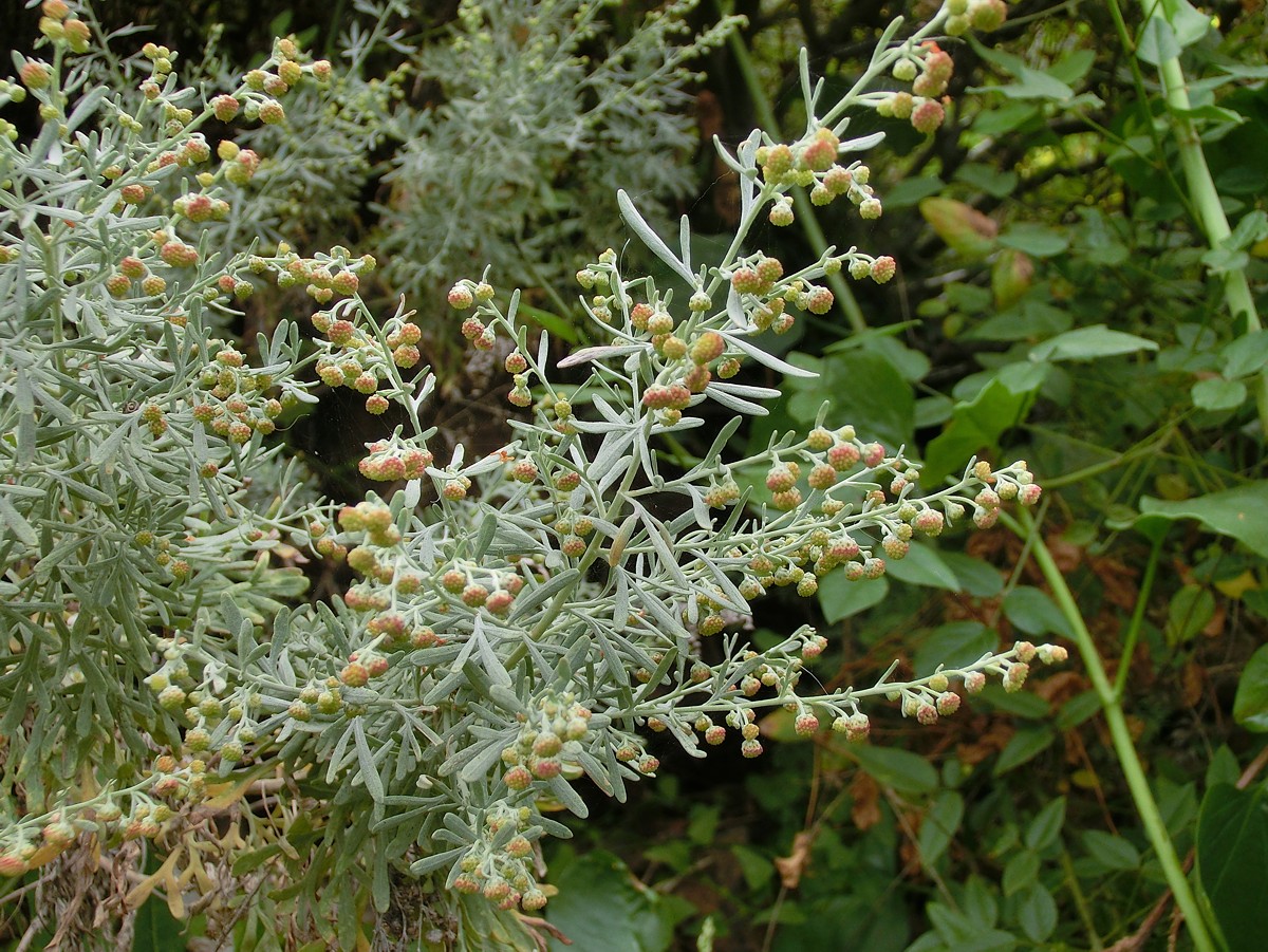 Planta tropical: Artemisia canariensis