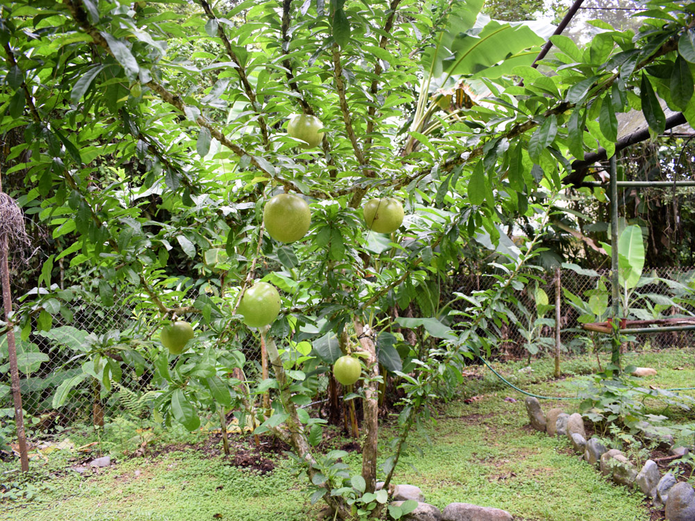 Planta tropical: Crescentia cujete