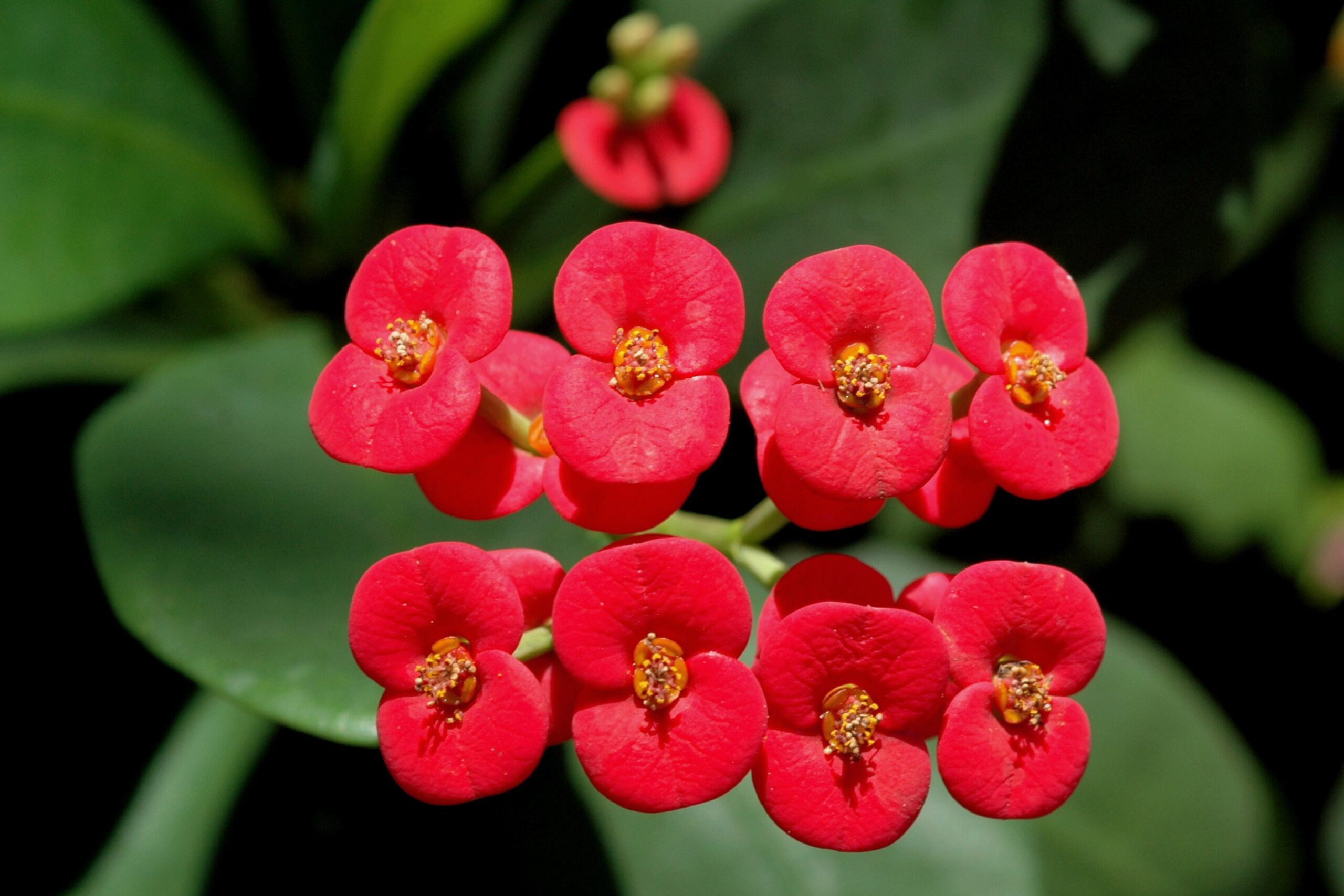 Planta tropical: Euphorbia millii