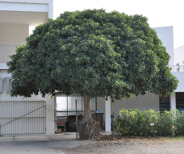 Planta tropical: Ficus australis