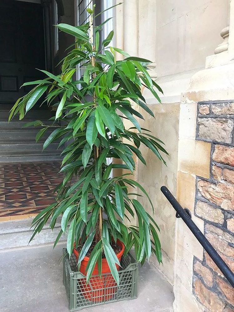 Planta tropical: Ficus binnendykii