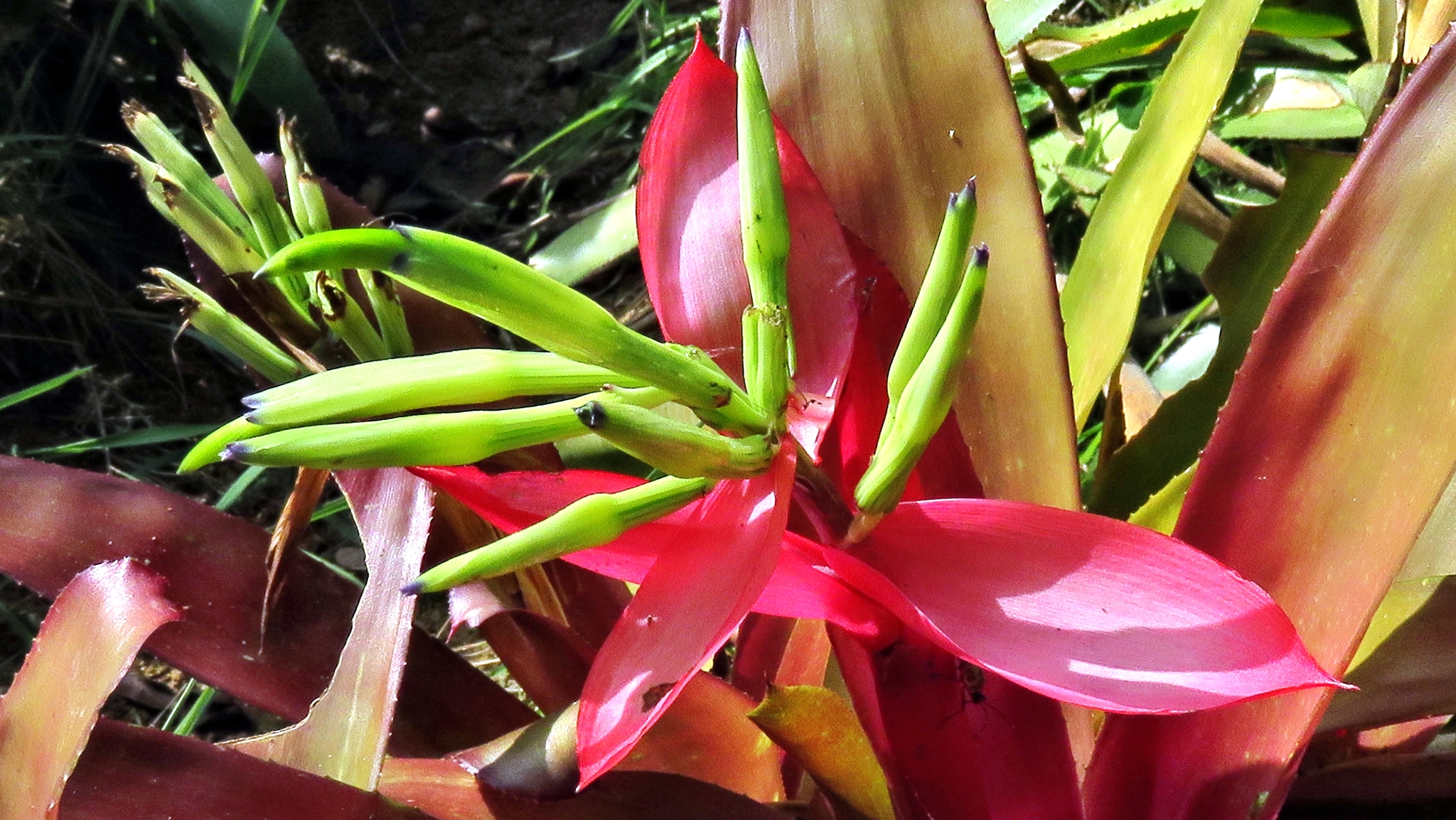 Planta tropical: Billbergia amoena