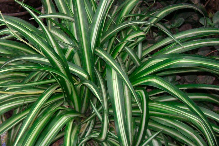 Planta tropical: Chlorophytum comosum