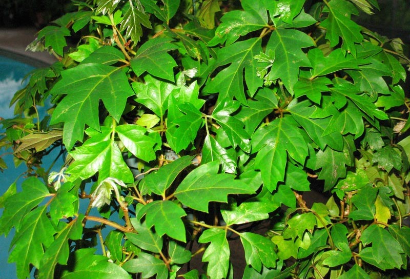 Planta tropical: Cissus rhombifolia